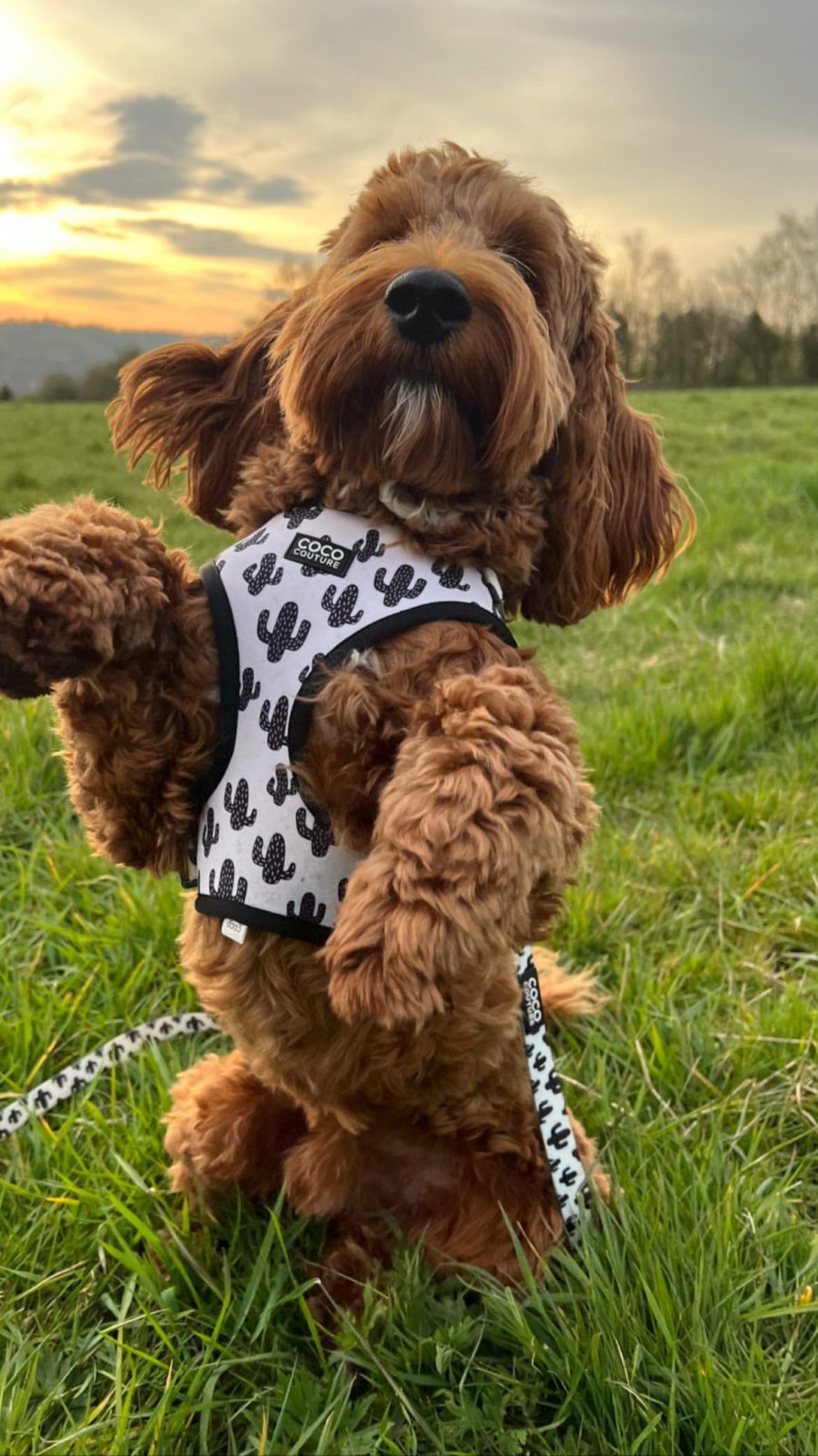 Prickly Paws Adjustable Dog Harness – by Coco Couture