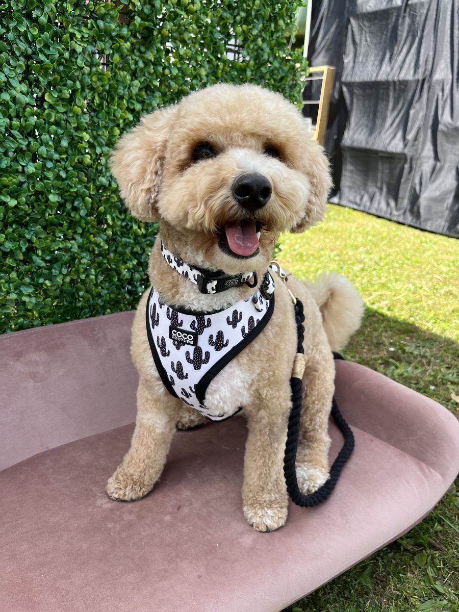 Prickly Paws Adjustable Dog Harness – by Coco Couture