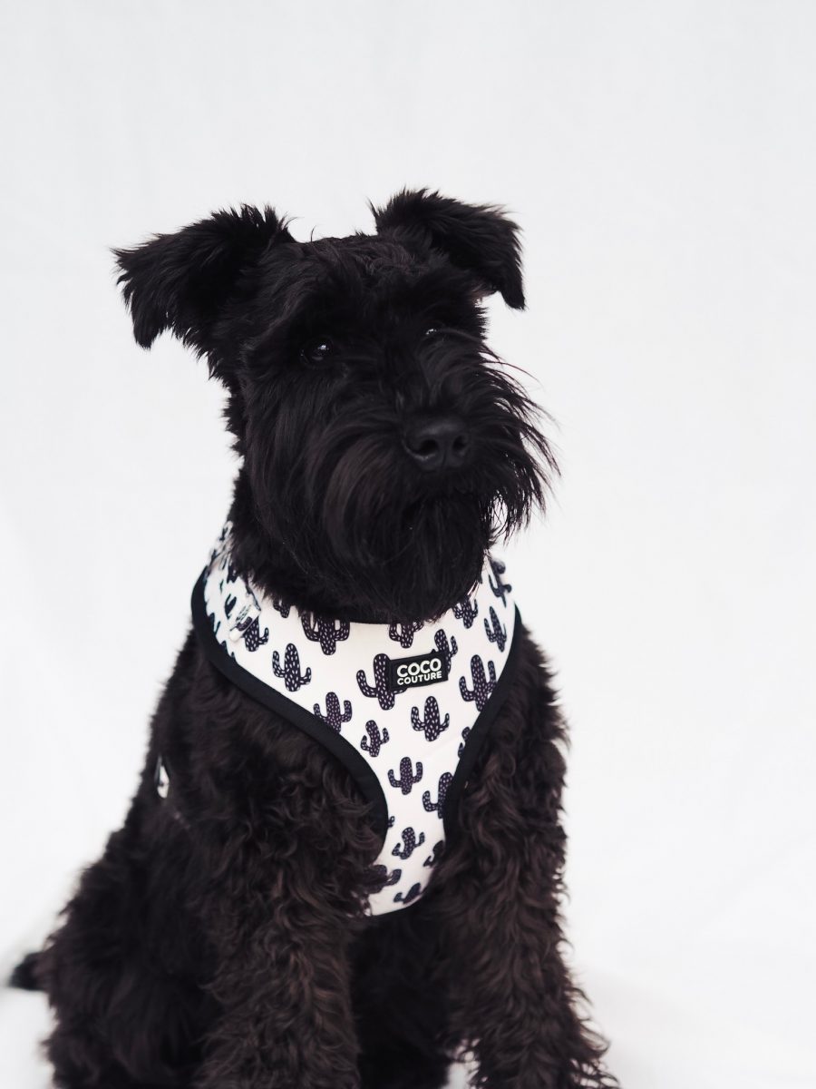 Prickly Paws Adjustable Dog Harness – by Coco Couture