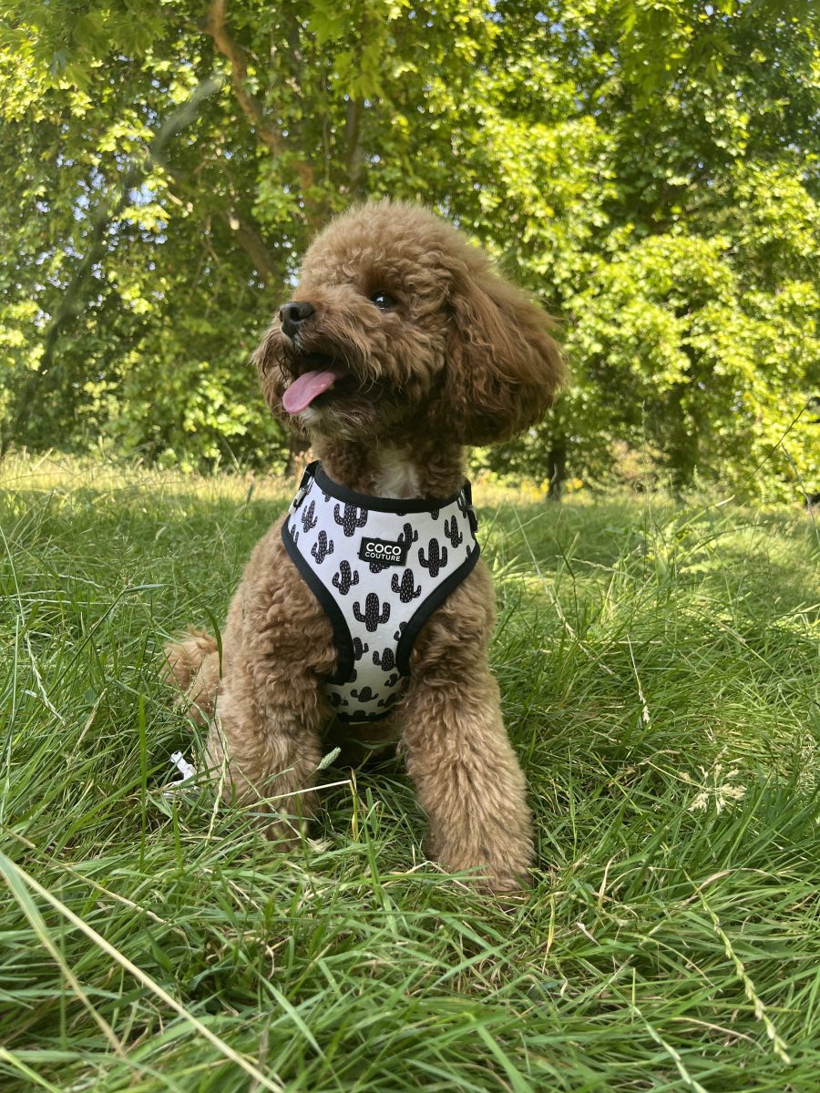 Prickly Paws Adjustable Dog Harness – by Coco Couture