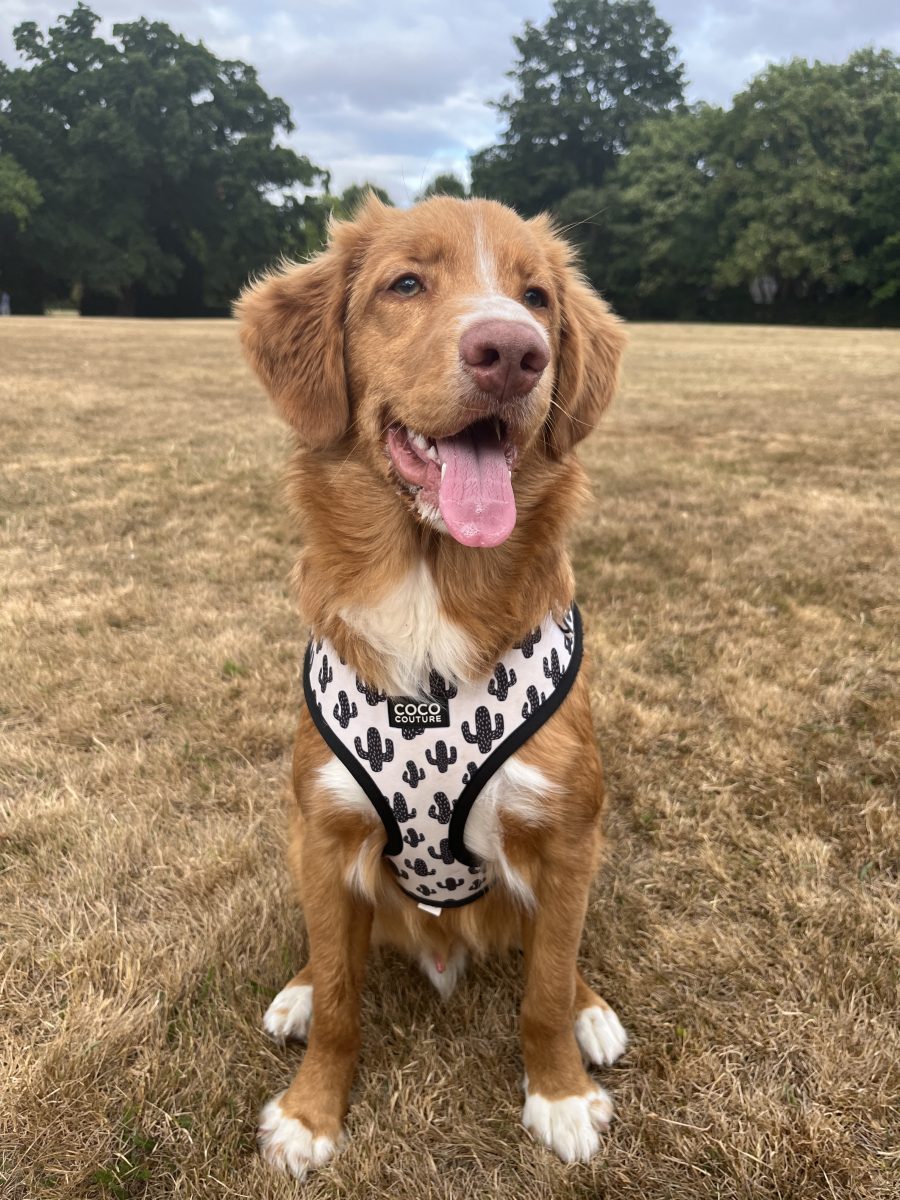 Prickly Paws Adjustable Dog Harness – by Coco Couture