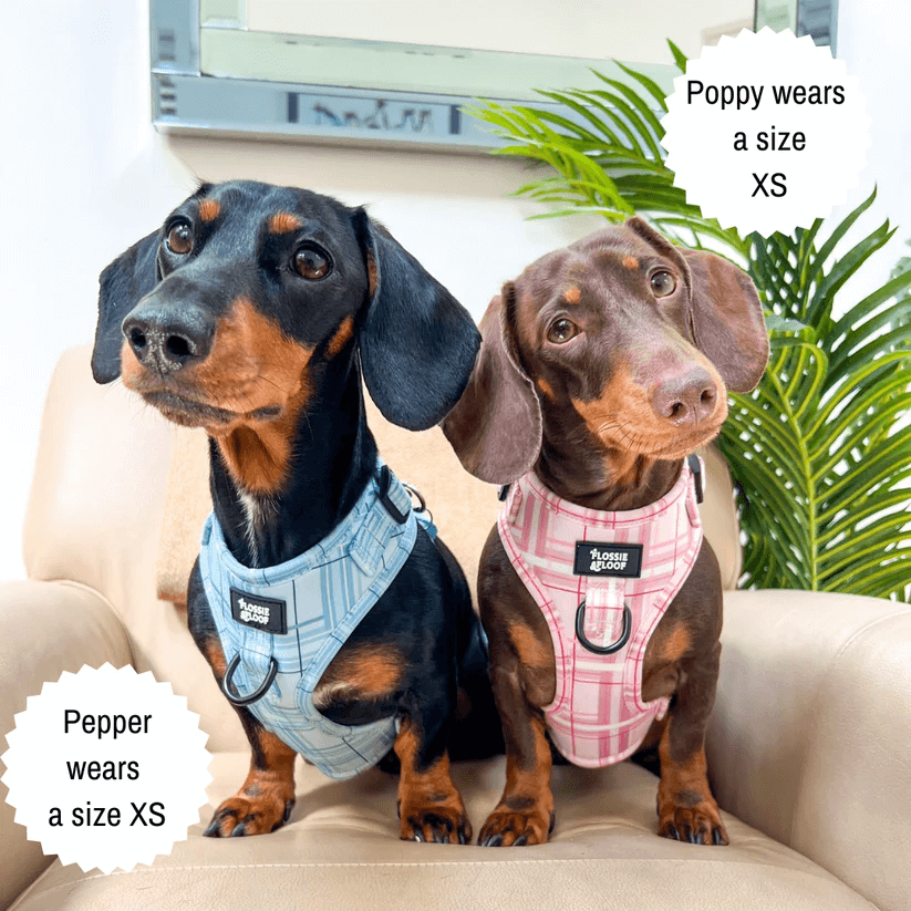 Oxford "Oasis" Adjustable Dog Harness – by Flossie & Floof