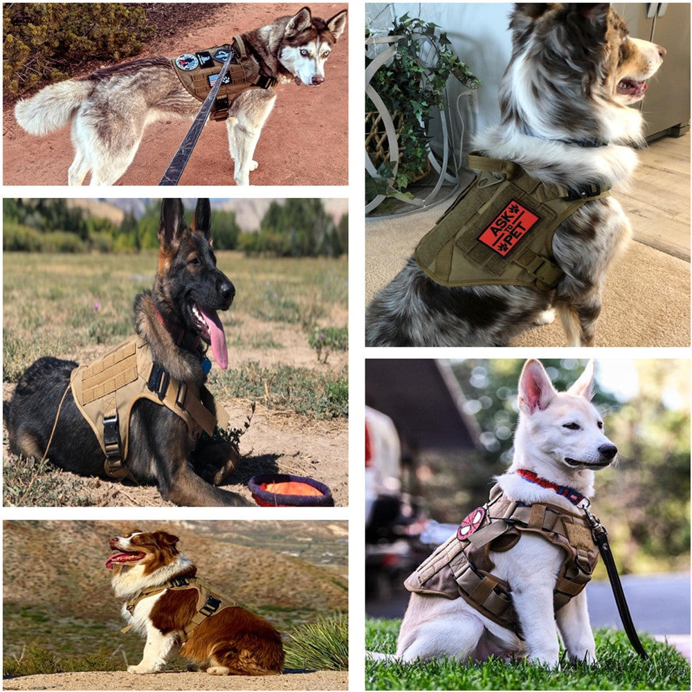 Large Dog Harness Set