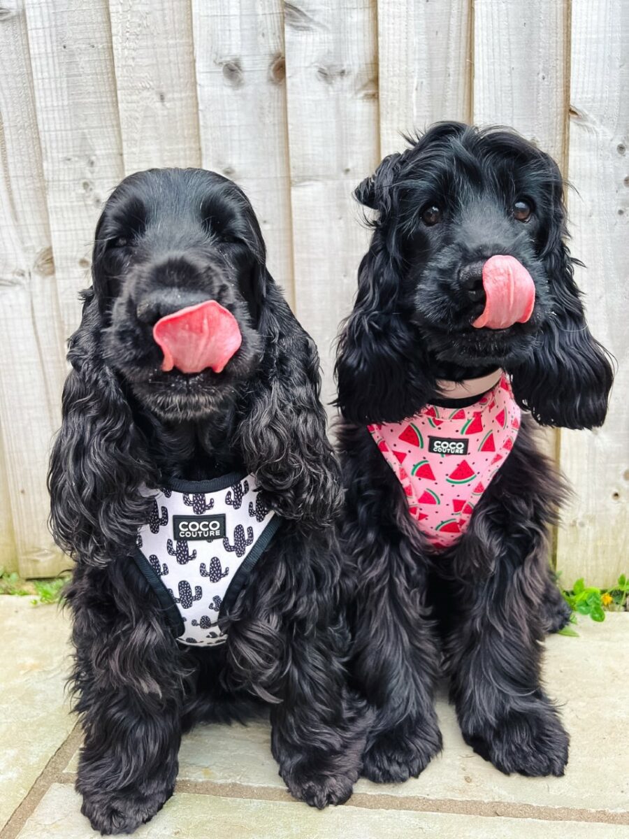 Prickly Paws Adjustable Dog Harness – by Coco Couture